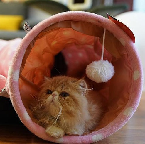 Dragon Cat Tunnel