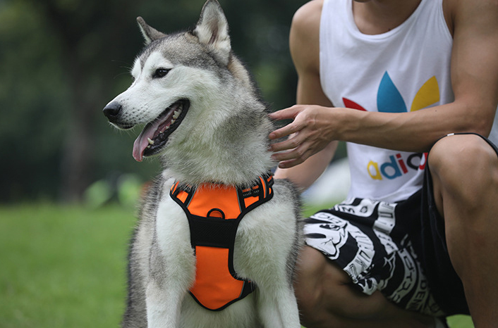 "TAILUP" Neon Harness