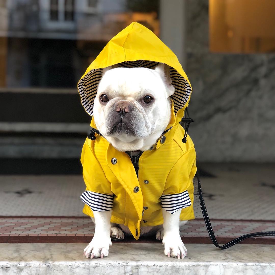 Dog Winter Raincoat