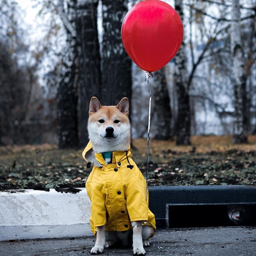 Dog Winter Raincoat