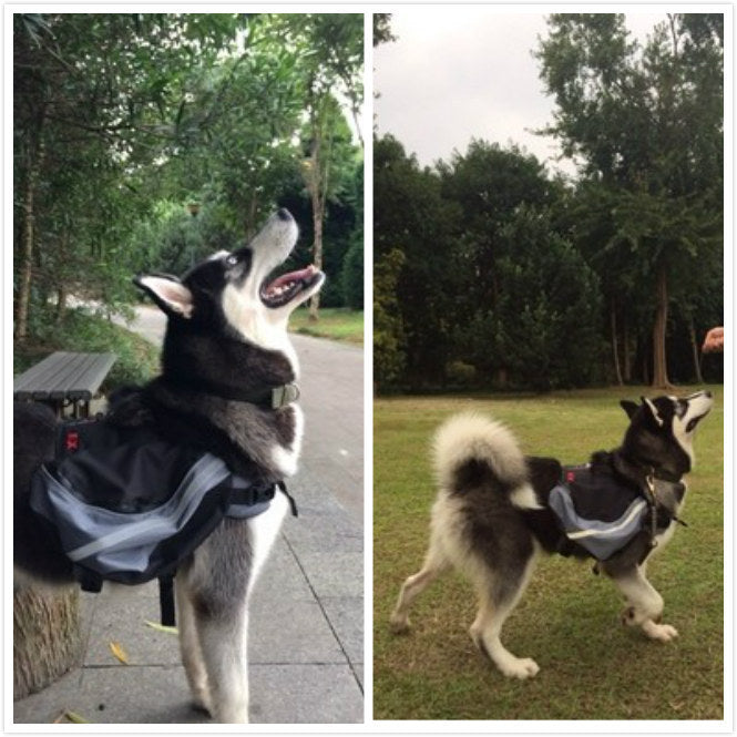 "Doggles EX Extreme" Backpack