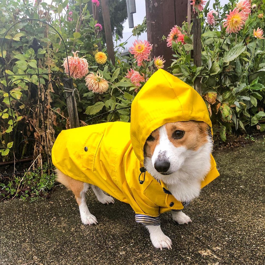 Dog Winter Raincoat