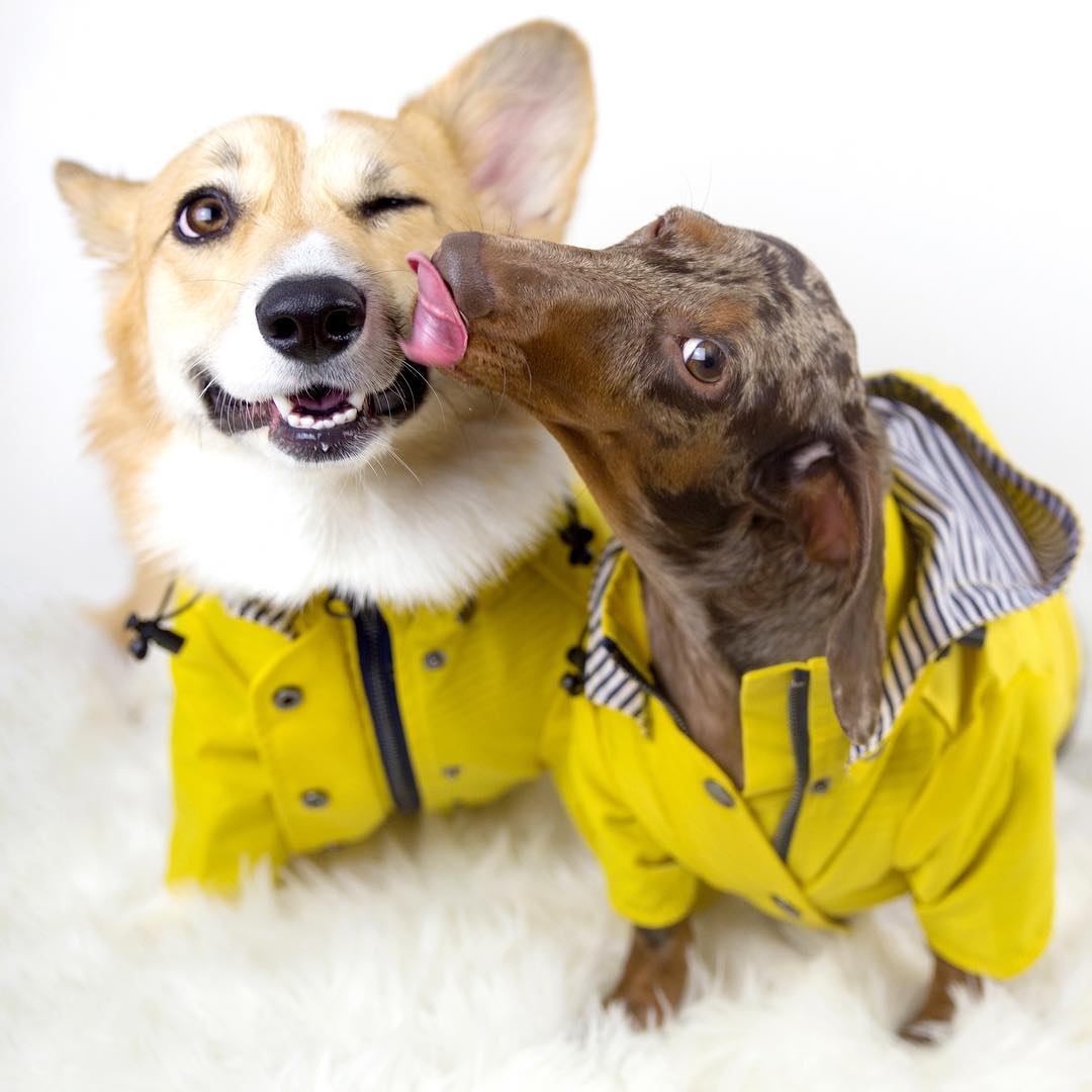 Dog Winter Raincoat