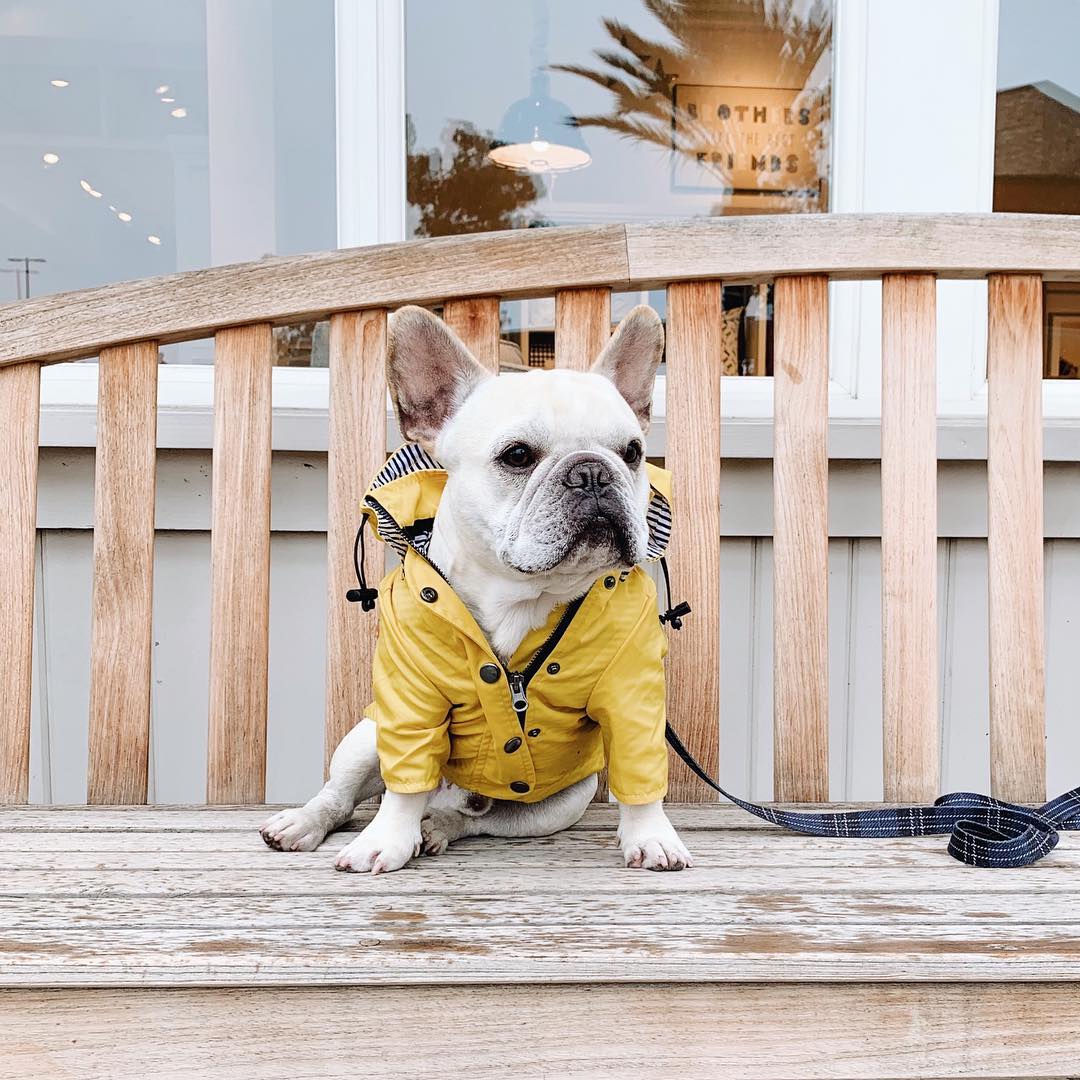 Dog Winter Raincoat