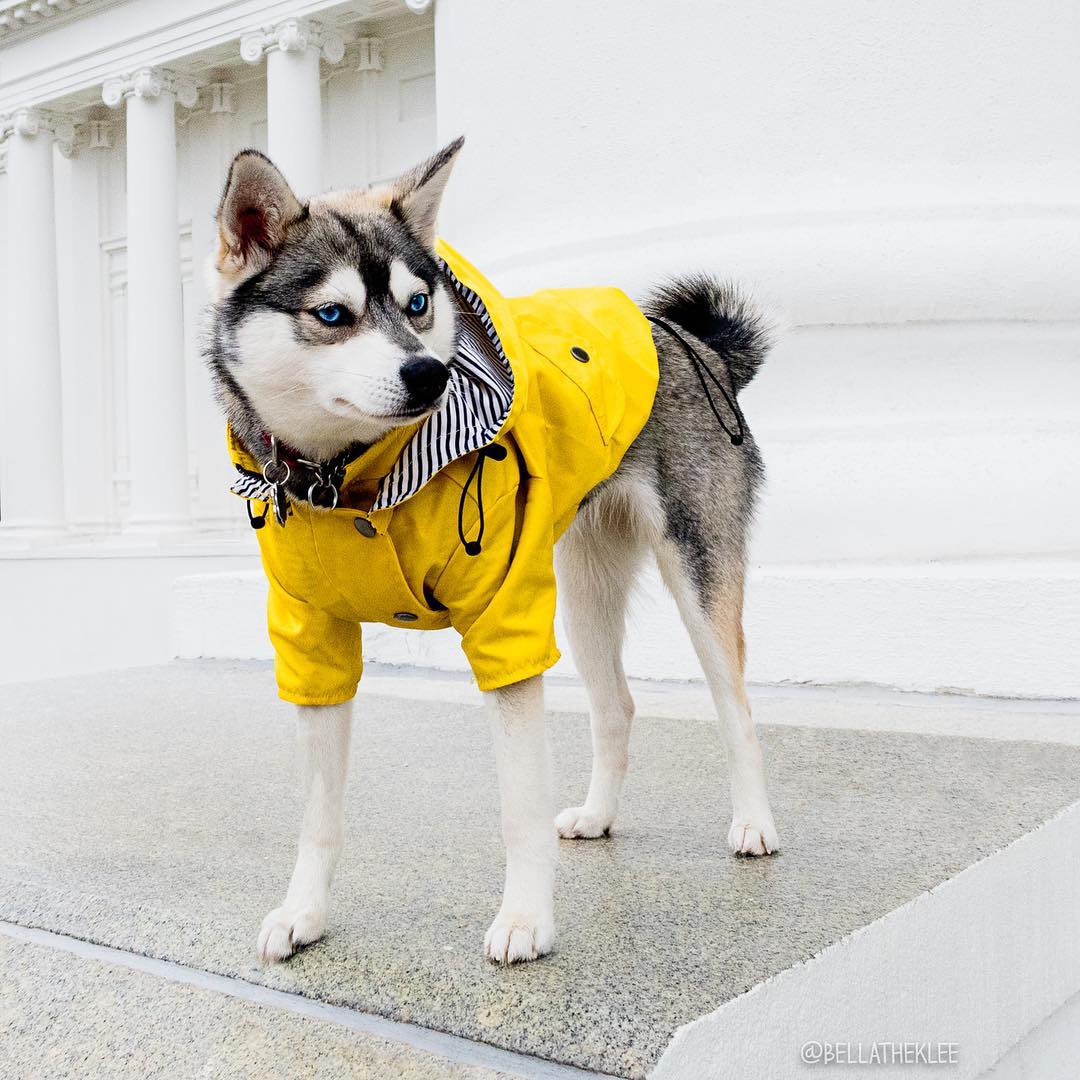 Dog Winter Raincoat