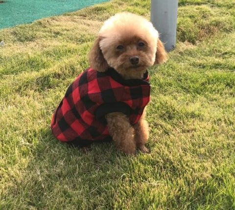 Hooded Red/Blue Dog Vest