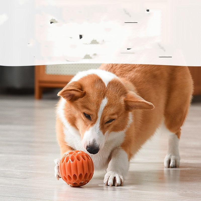 Dog Hiding Toy Ball